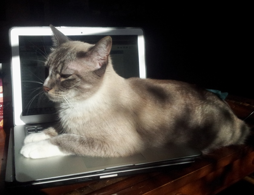 laptop Jasper